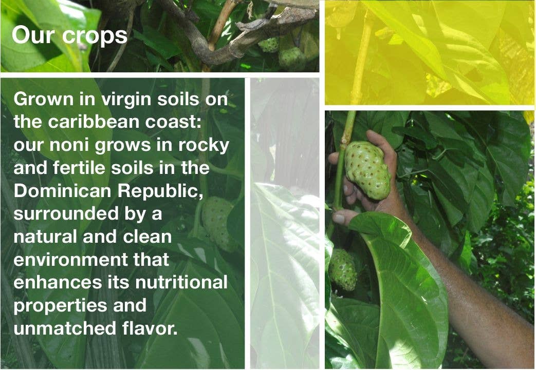 Frutos pachamama eirl - Wholesale Wellness Juice/Tonic - Noni's Caribbean raw juice3