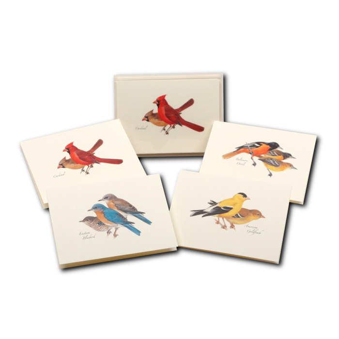 Earth Sky + Water - Wholesale Stationery/Notecard Set - Peterson Bird Assortment5