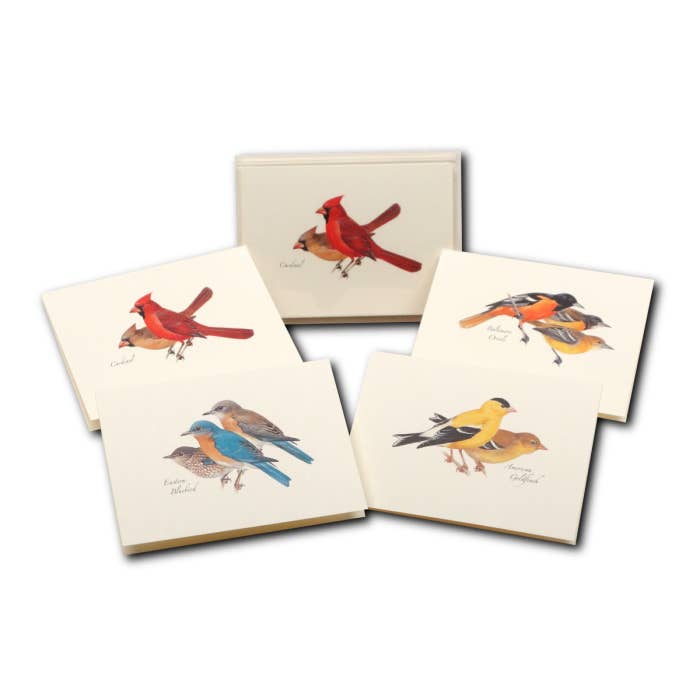 Earth Sky + Water - Wholesale Stationery/Notecard Set - Peterson Bird Assortment5