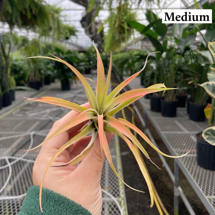 Thorsen's Greenhouse - Vente Plante - Air Plant - Assorti