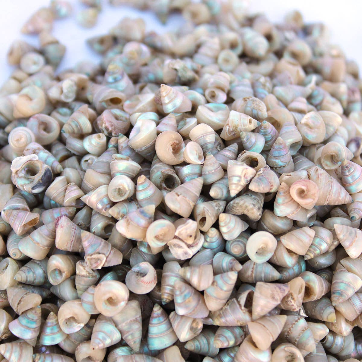 California Seashell Company - Wholesale Craft Supplies - Mini Pearl Trochus Craft Shells - 1 LB - Thaliota Conica1
