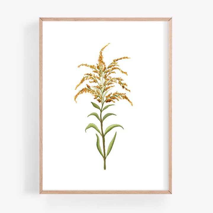 Aquarelle de la verge d'or pour la vente par Farmcliff Studio