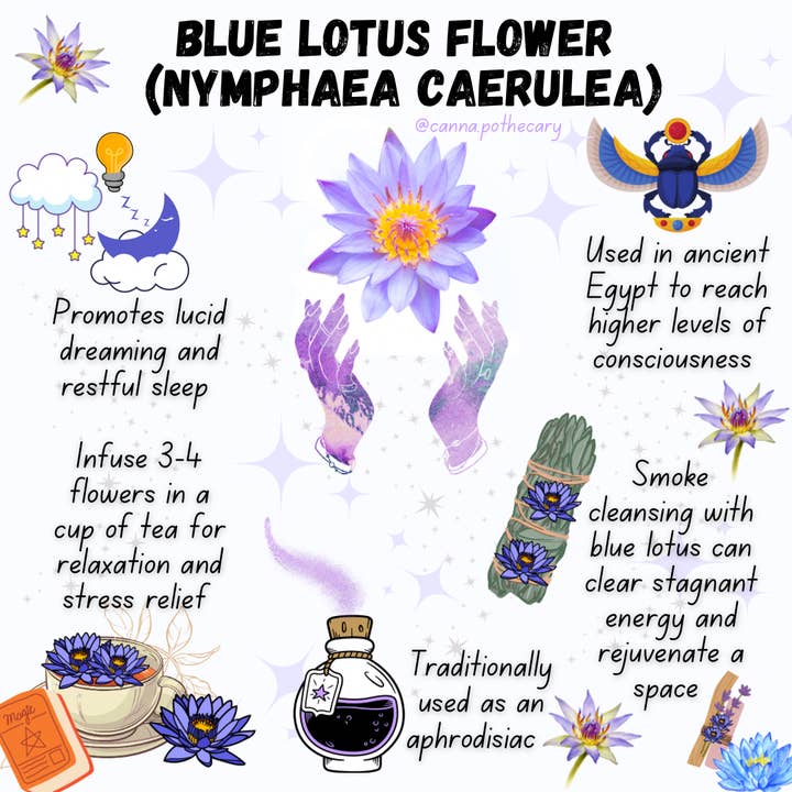 Cannapothecary - Wholesale Loose Tea - Luciditea Lucid Dreaming Blend - Mugwort + Blue Lotus - 28g3