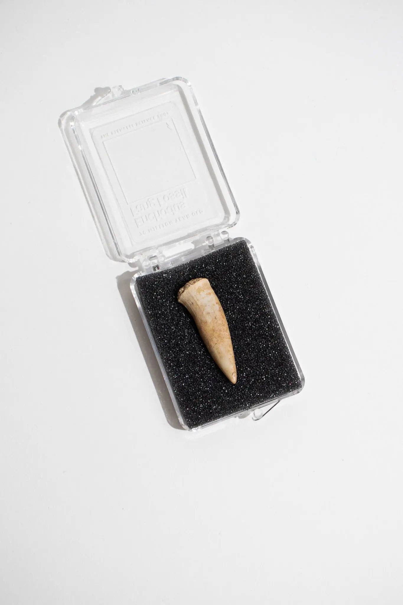 Stemcell Science Shop - Wholesale Decorative Tabletop Object - Enchodus Fang4