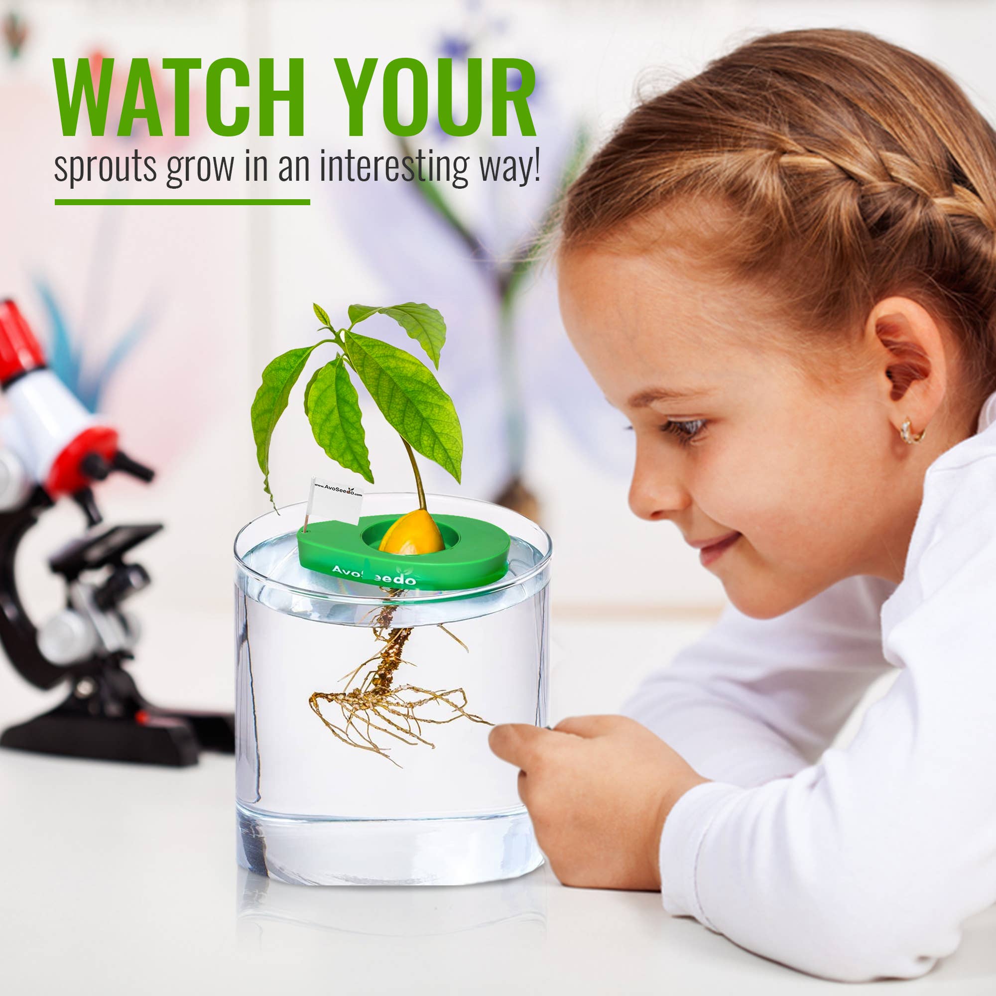 AvoSeedo - Wholesale Plant Seeds - Avocado Lover Box "All you Avo wanted"2