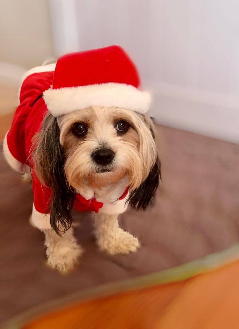 Show & Tail - Vendita all'ingrosso Costume da carnevale - Cani - Abbigliamento per animali - Il Papà Natale6