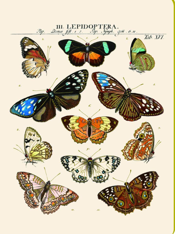 4111-25233 Cuaderno Lámina de mariposas vintage para venta al por mayor de Multi Técnica de Papelería SA