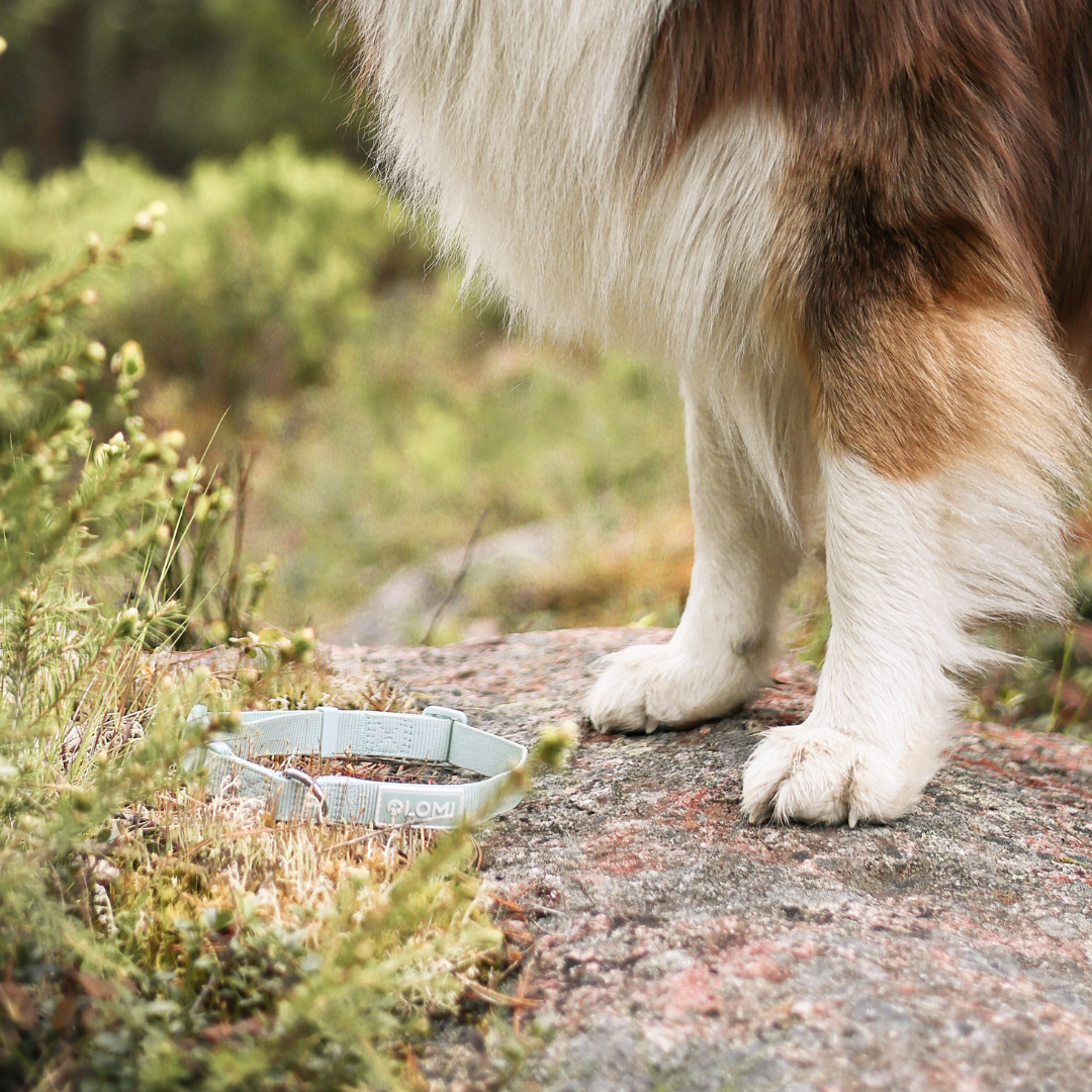 LOMI Pet Care - Wholesale Pet Collar - Dog - DOG COLLAR - ECO4