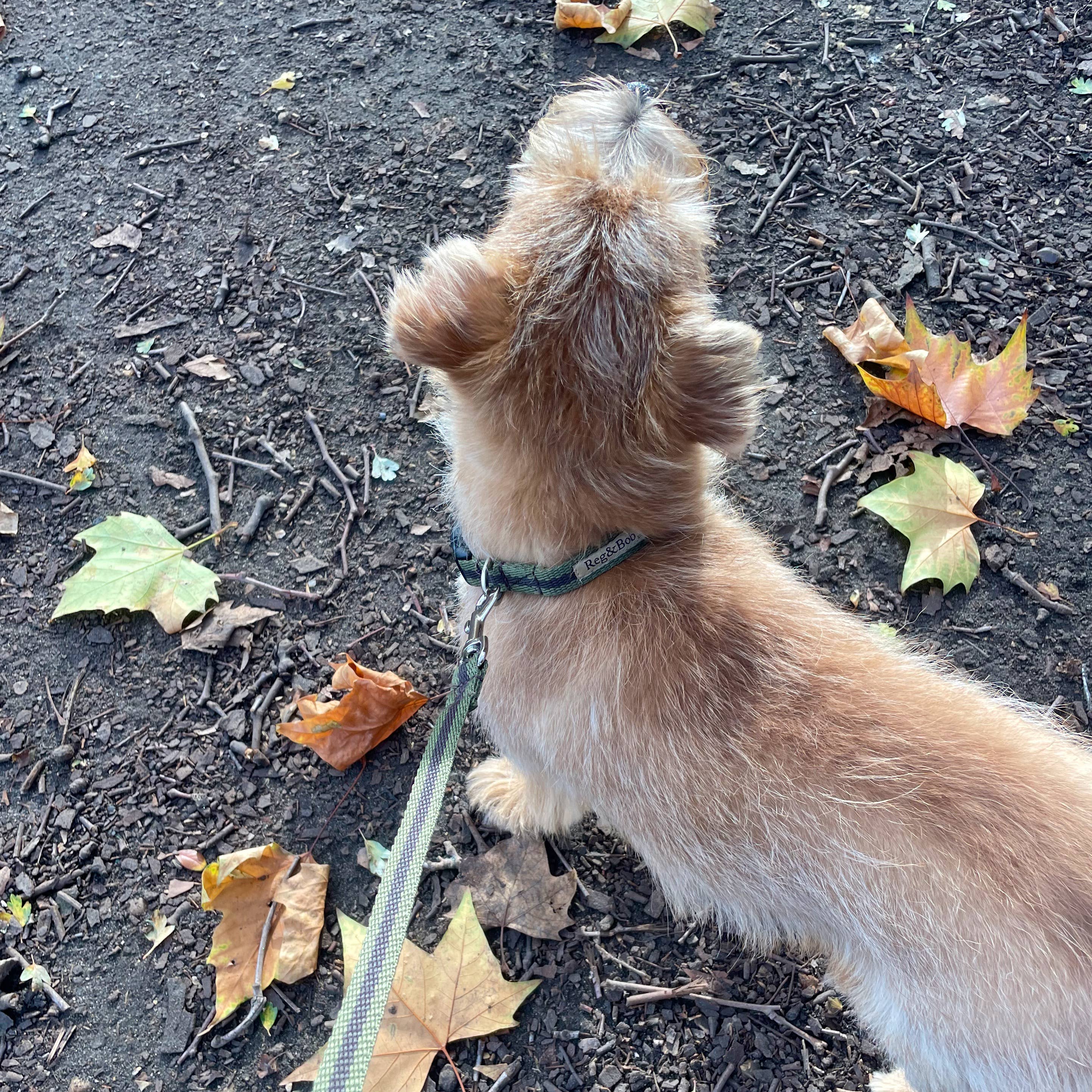 Reg&Bob - Wholesale Pet Collar - Dog - Reg&Bob Collar Khaki stripe1