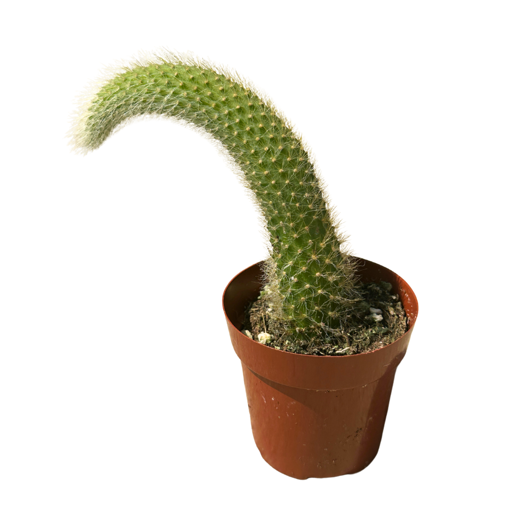 Flow State - Wholesale Live Plant - 2" Monkey Tail Cactus (Cleistocactus colademononis) – Plant2