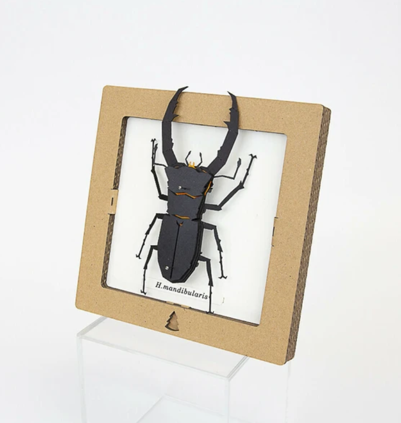 「FUNJI」In Japan - Wholesale DIY Craft Kit - Japanese Paper Craft Beetle Kit – H. Mandibularis Model1