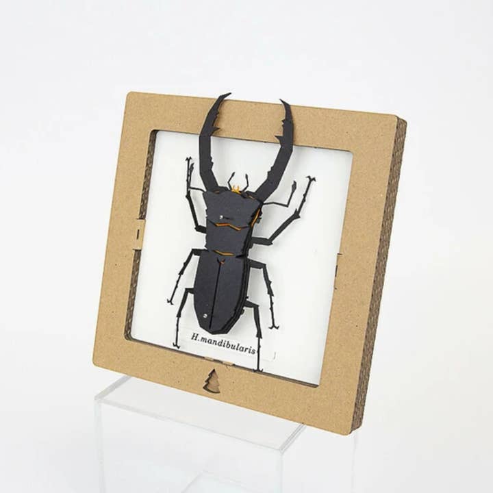 「FUNJI」In Japan - Wholesale DIY Craft Kit - Japanese Paper Craft Beetle Kit – H. Mandibularis Model1