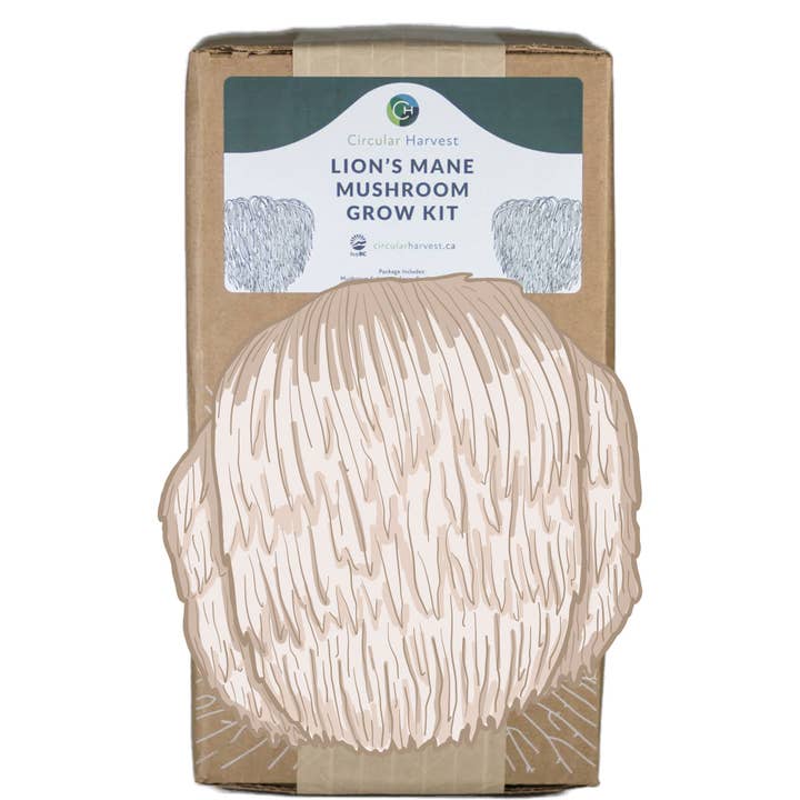 Lion's Mane Mushroom Grow Kit for wholesale by Circular Harvest