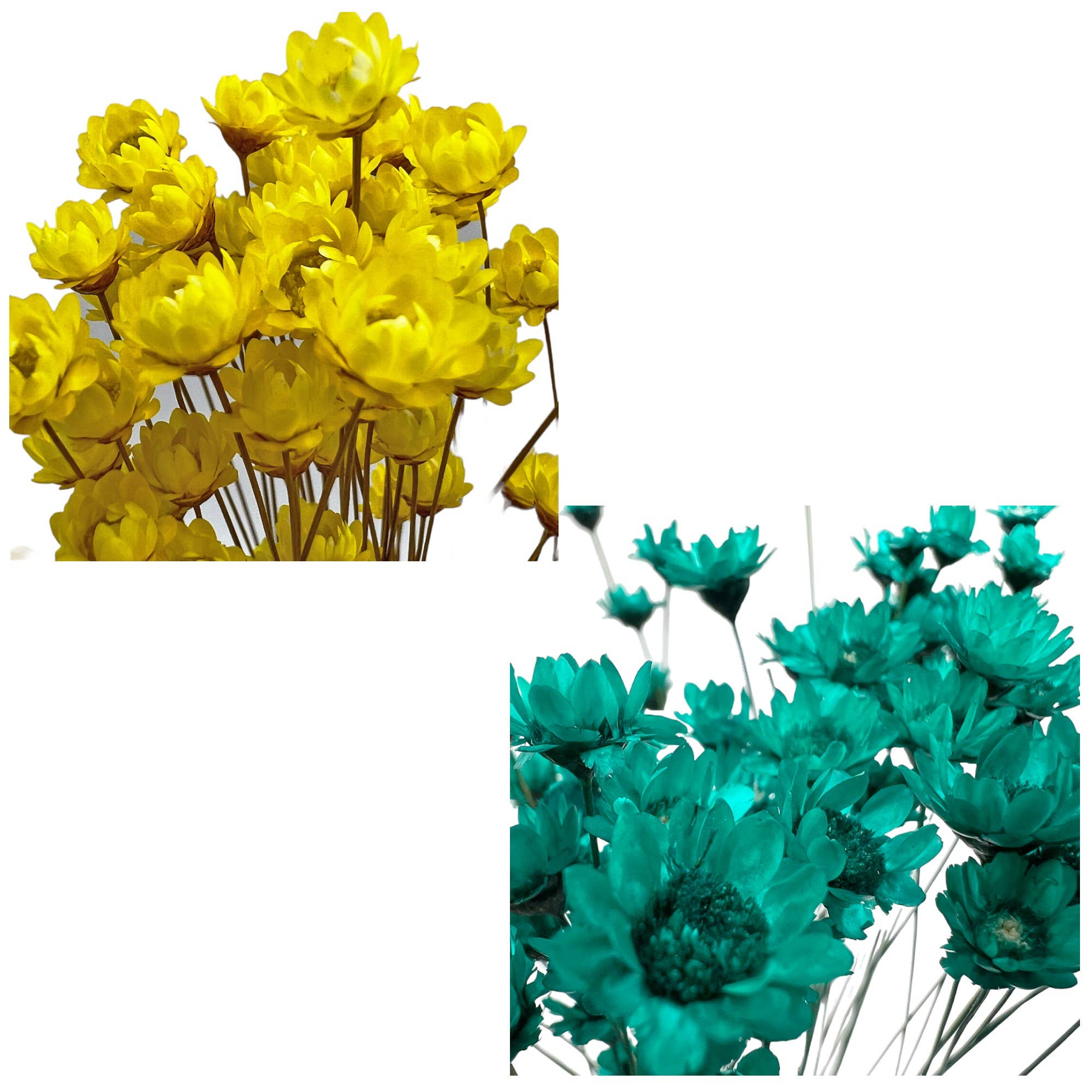 2626 Designs - Vendita all'ingrosso Fiori finti - Fiore Piccola Stella Preservato, 40-50 cm di lunghezza3