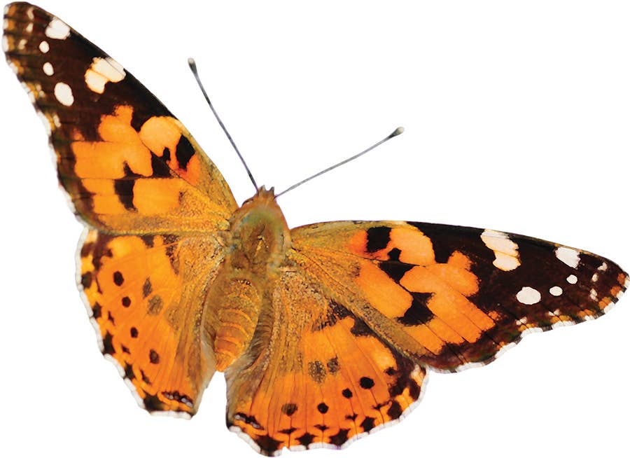 INSECT LORE - Wholesale Classic Toy - Kids - Original Butterfly Garden® Growing Kit with Voucher 14