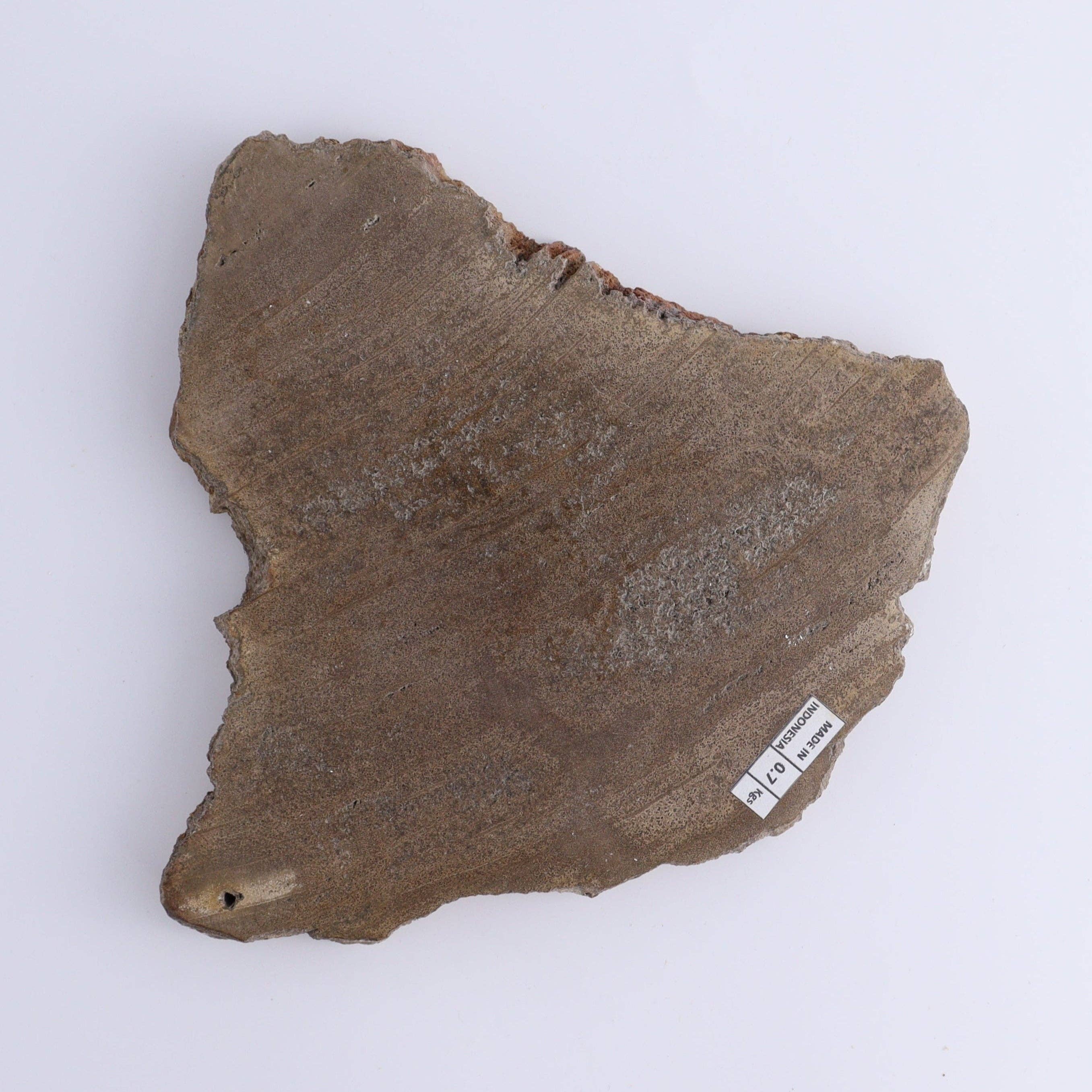 Mi Esperanza Minerals - Wholesale Spiritual Stone/Crystal - Petrified Wood Slices & Slabs Set of 32