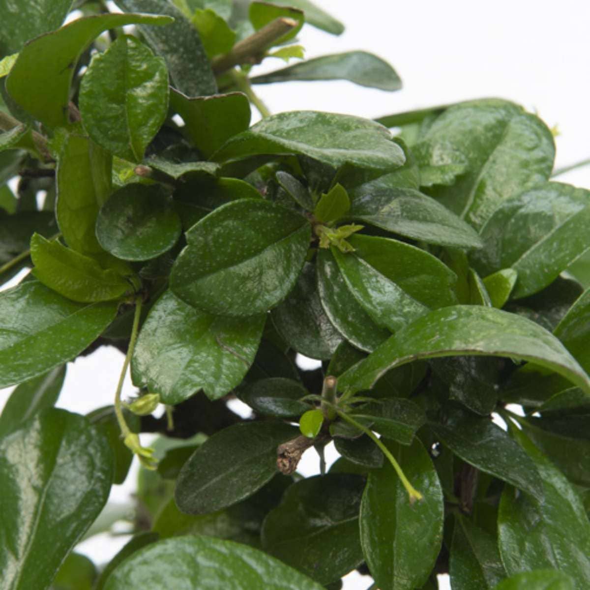 Oasis of Life - Wholesale Live Plant - Bonsai Tree – Carmona Microphylla – Height 25–30cm – Ø20cm – Genuine Fukien Tea Bonsai with S-Shape – Elegant Indoor Plant in Ceramic Pot – Easy to Care for & Decorative5