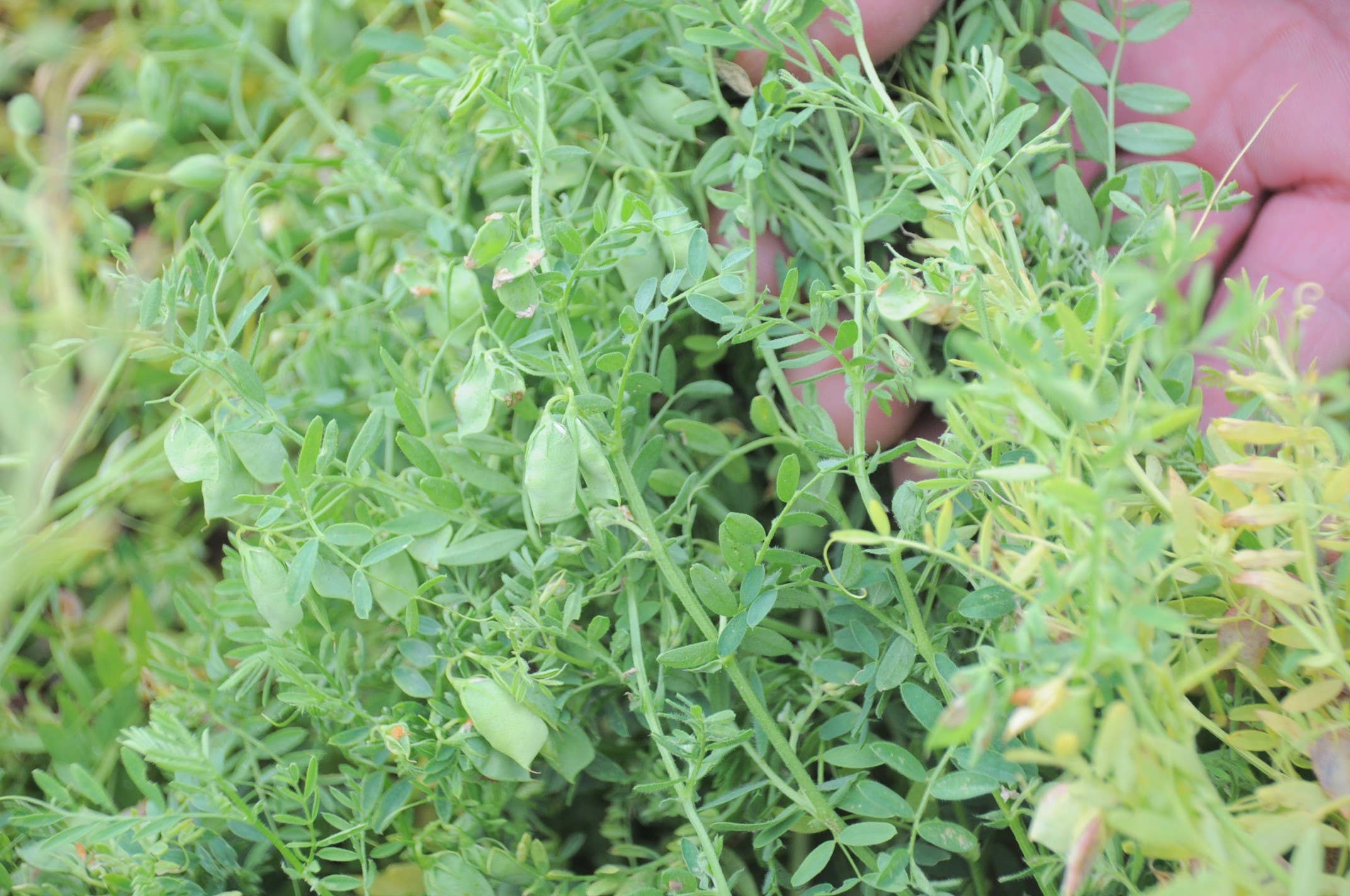 CONTAL FARMER - Wholesale Beans - Organic green lentils from our fields (500gr)2