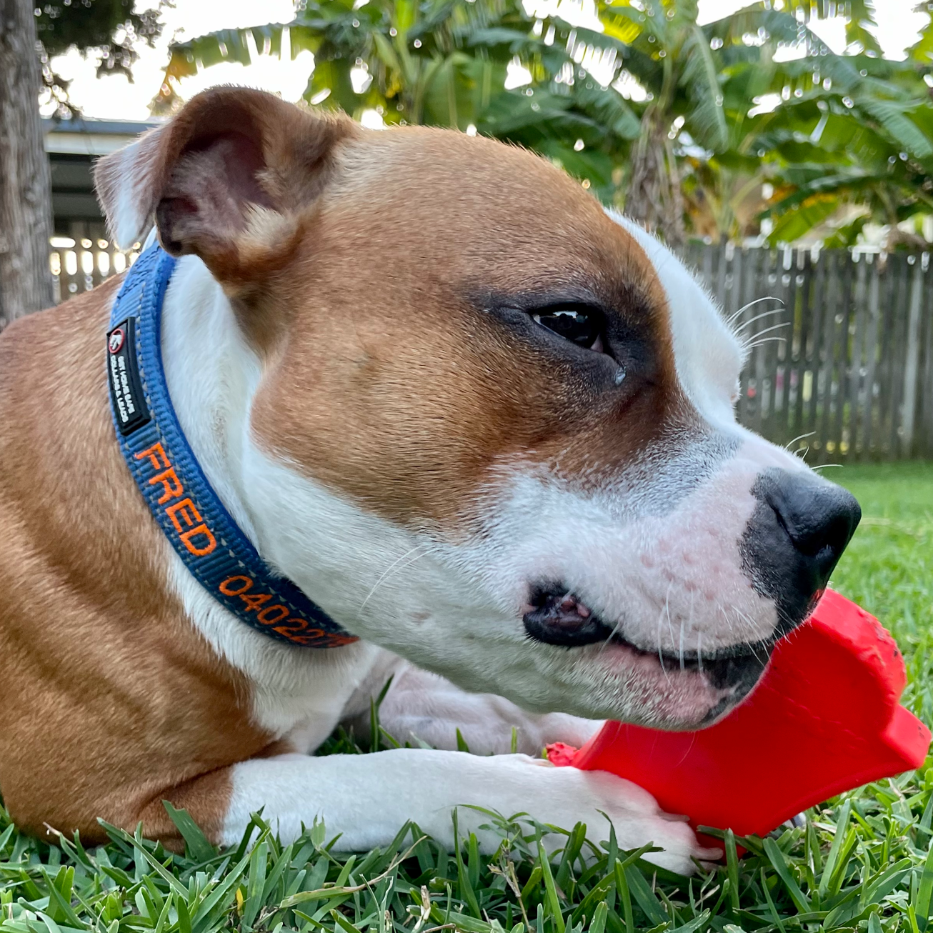 Rover Pet Products – Großhandel Haustier-Kauspielzeug – Hund – Nylon Grabstein5