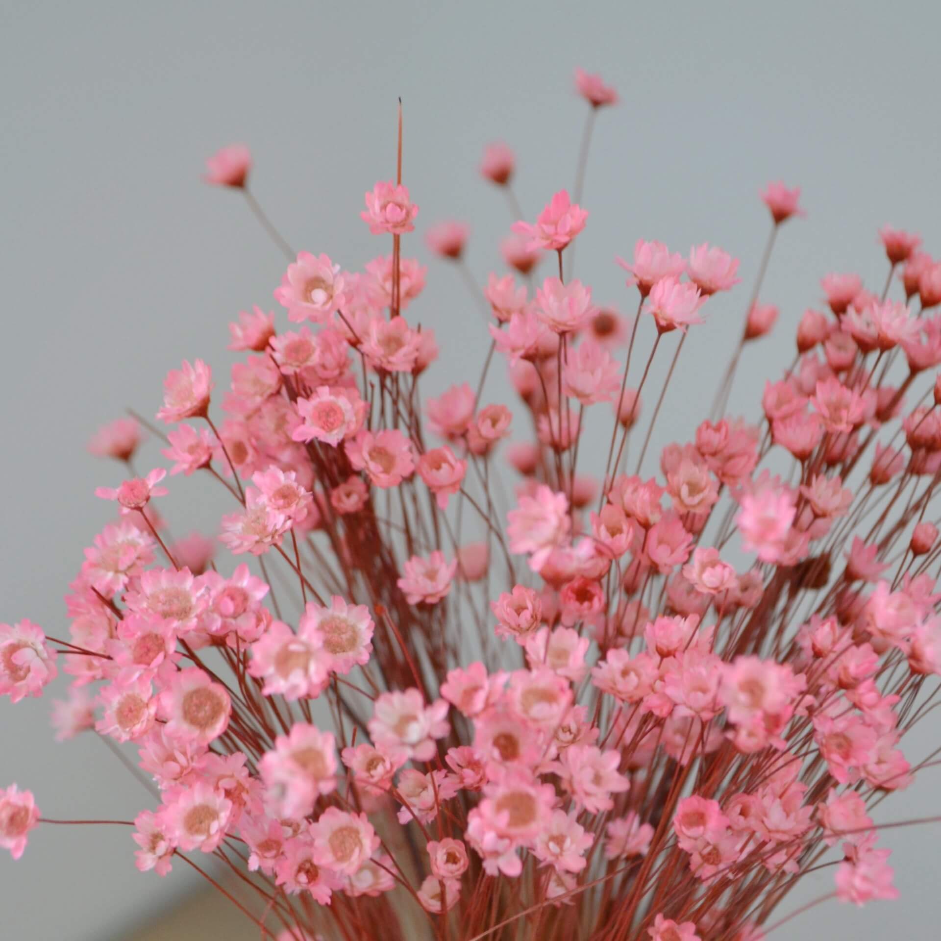 pink color Bracelet in dried flowers natural hydrangea Bracelet in stabilized flowers