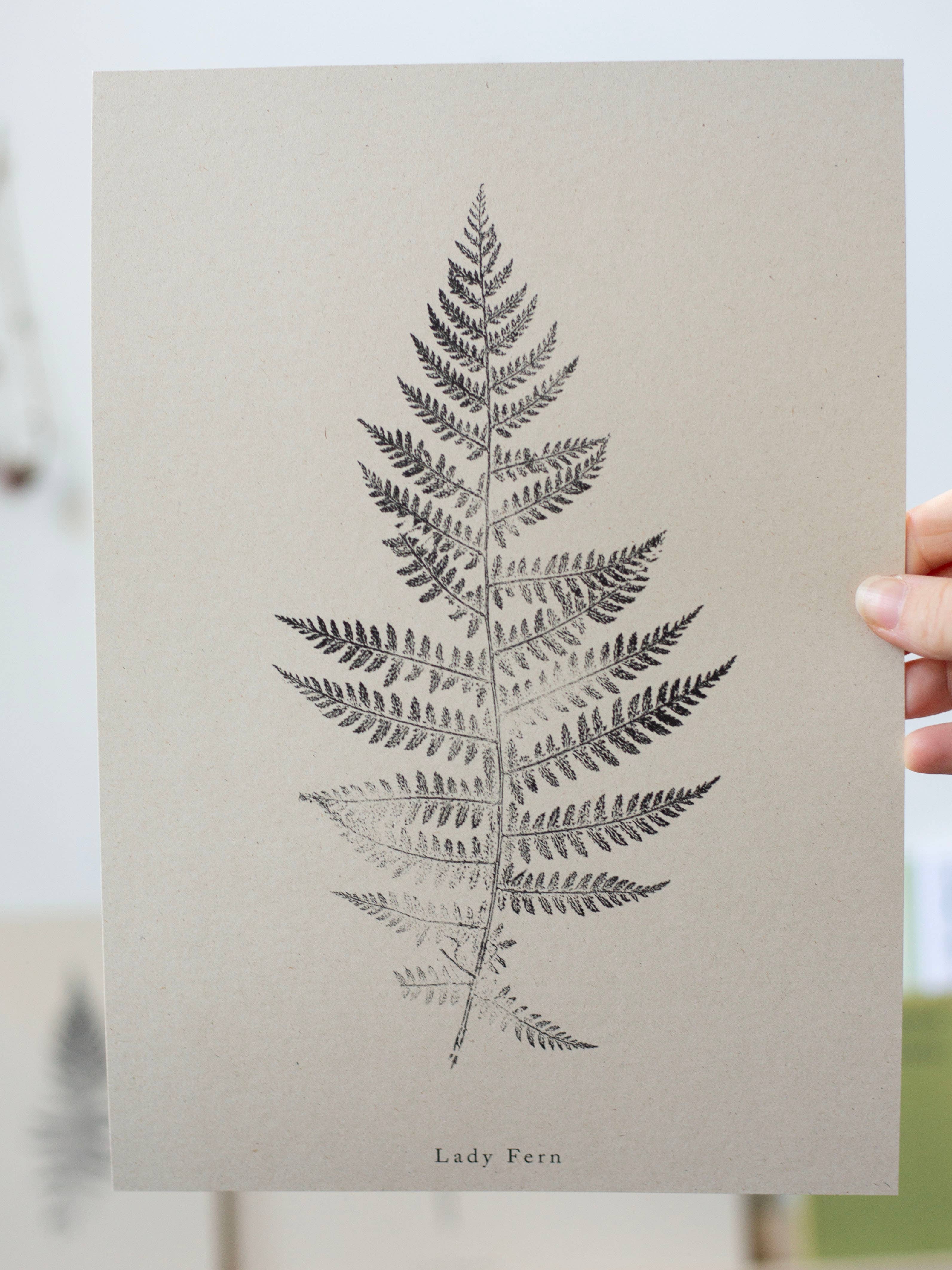 Alicia Breakspear - Wholesale Art Print - Fern Print - Botanical Art Print A5 A4 A3 Lady Fern 5