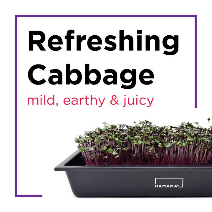 Hamama - Wholesale Plant Seeds - Seed Quilts5