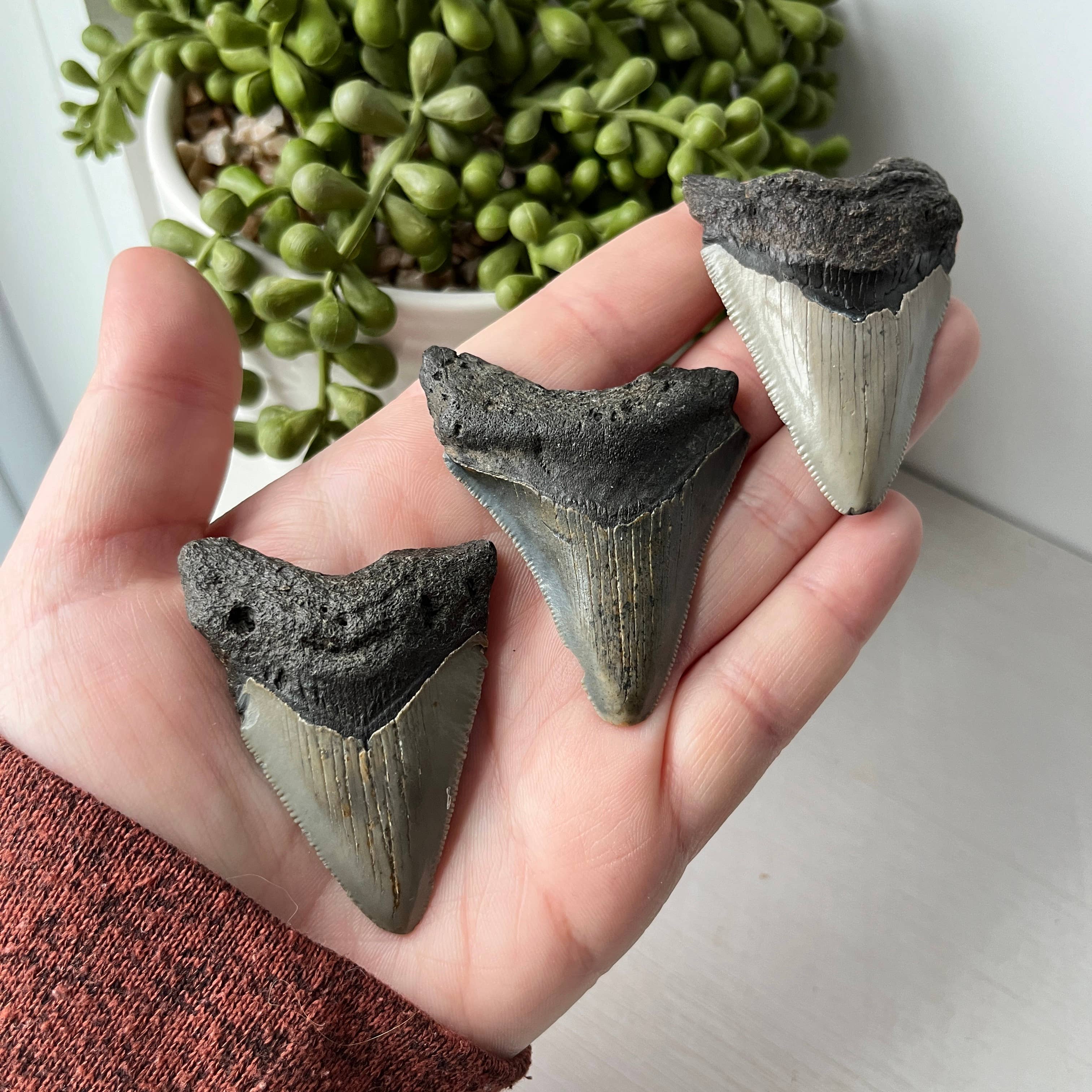 Sunburst Trading - Wholesale Decorative Tabletop Object - Fossilized Megalodon Tooth 0