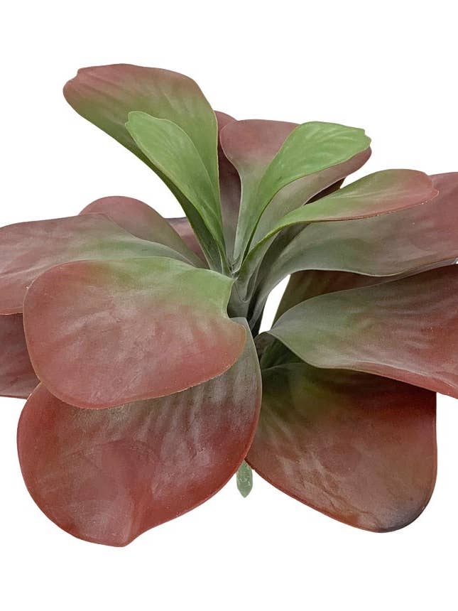 Pl.Succulent Burd.Pl? Tico 28 cm voor wholesale door Aguilar Málaga