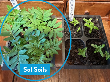 Sol Soils - Wholesale Planting/Potting Soil - Soil (1Gal) Seedling & Propagation Mix6