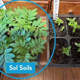 Sol Soils - Wholesale Planting/Potting Soil - Soil (1Gal) Seedling & Propagation Mix6