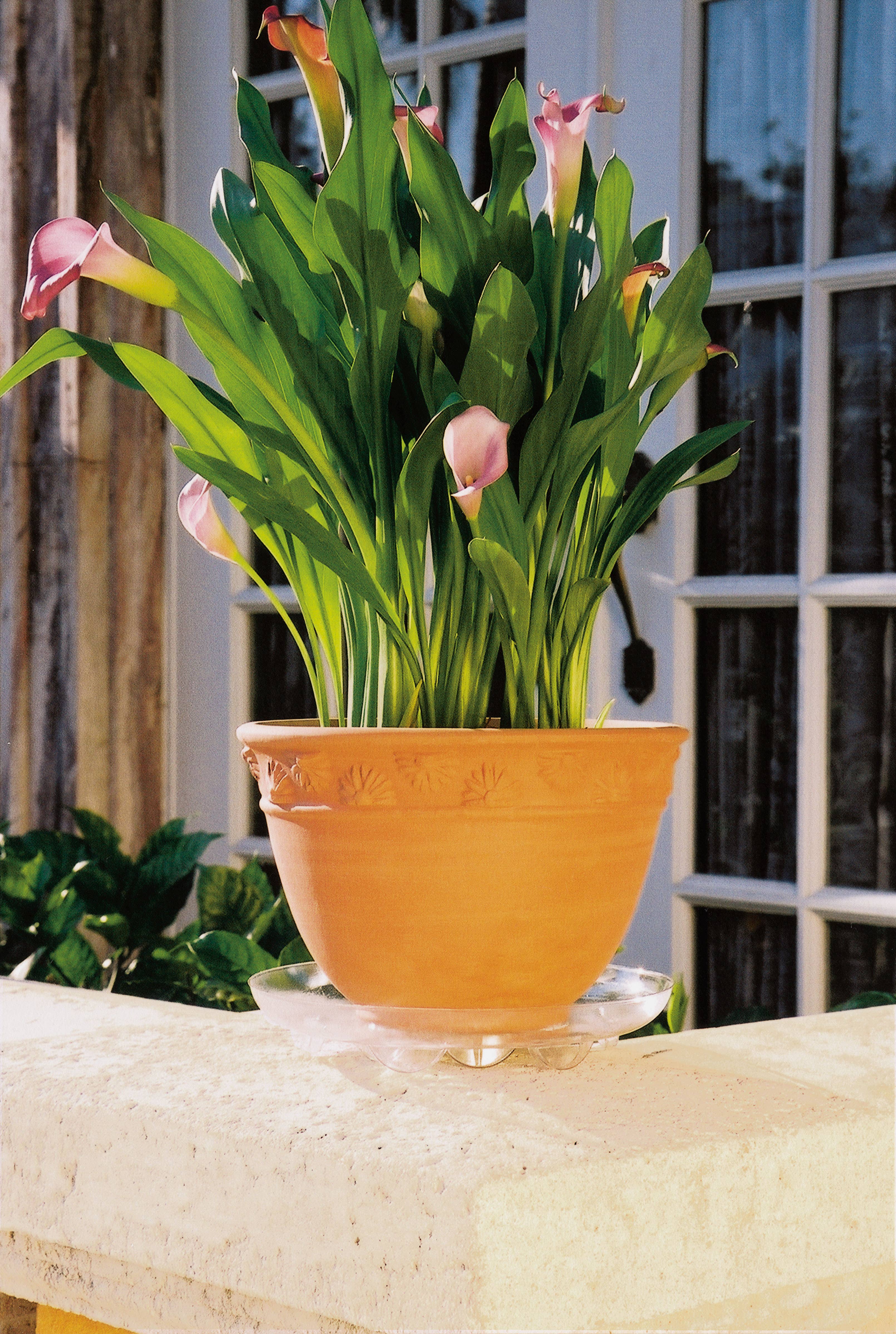 Plastec Products - Vendita all'ingrosso Vasi per piante - Super piattino 30,5 cm3