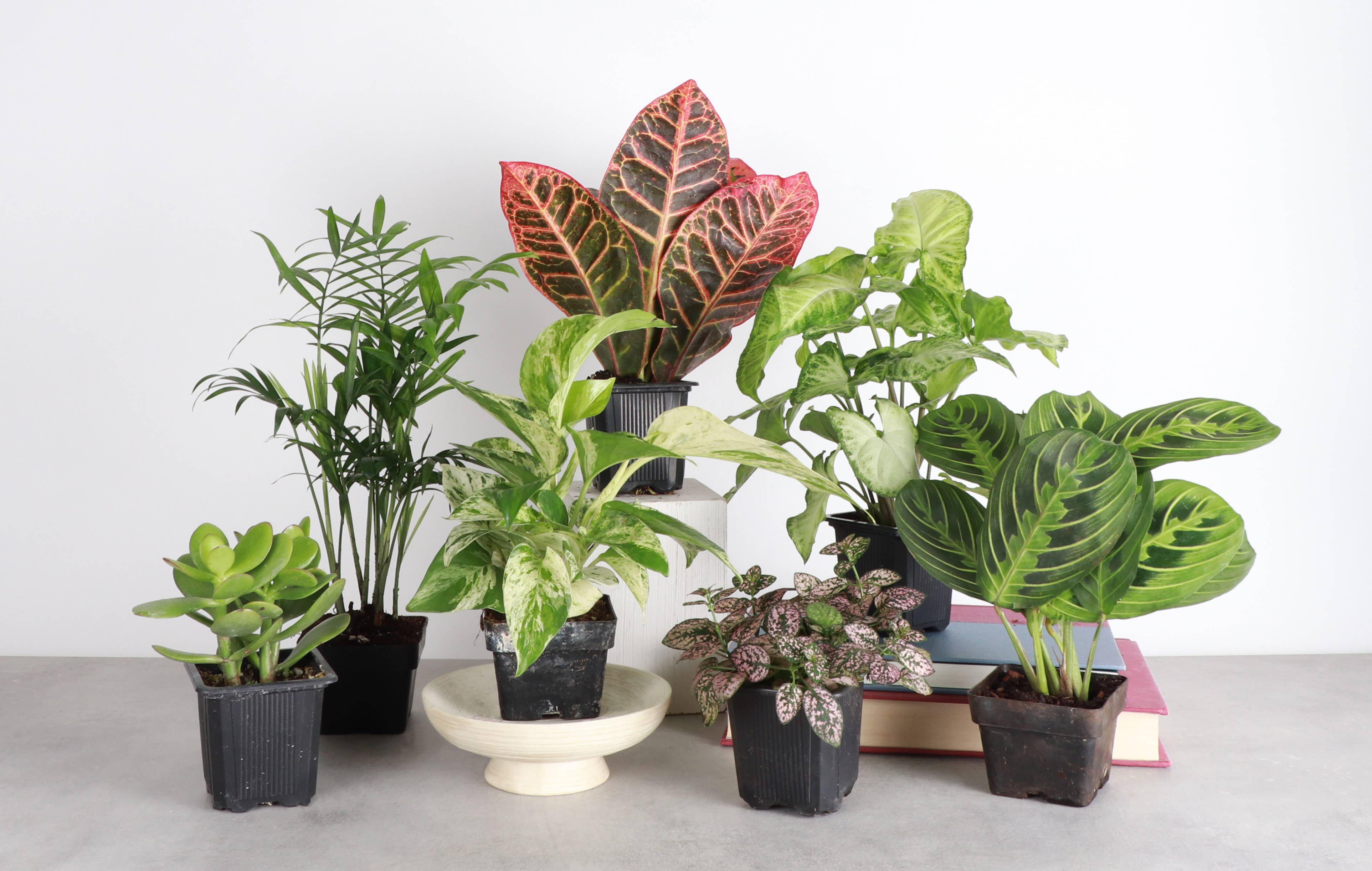 Thorsen's Greenhouse - Wholesale Live Plant - Grower's Choice Houseplant Assortment - 3" Live Plants5