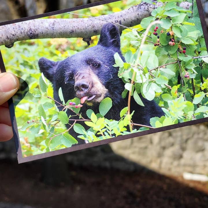 Bear Postcards for The National Parks for wholesale by National Parks and Beyond