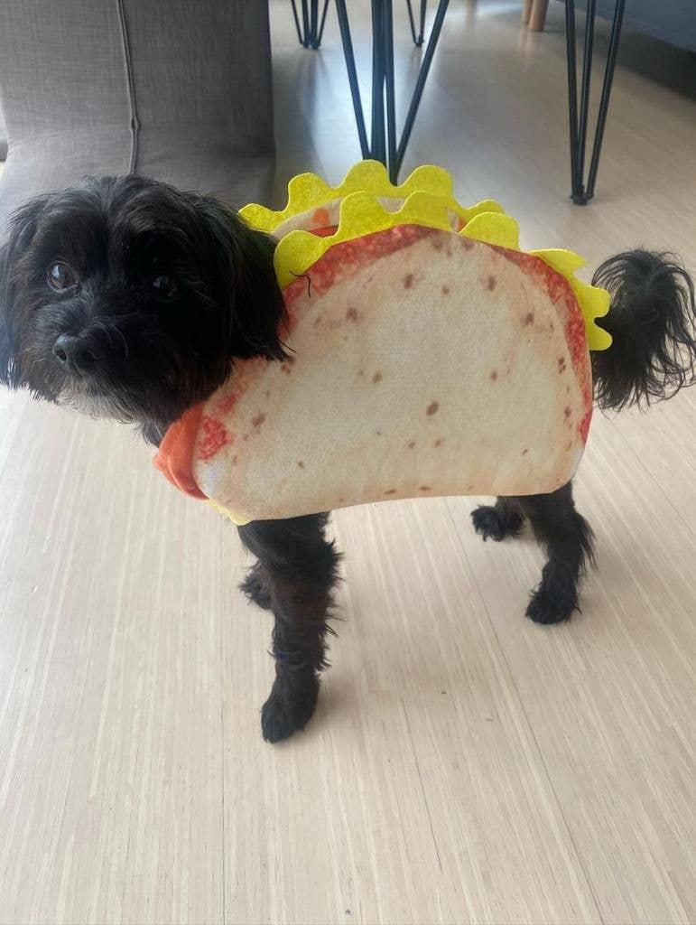 Show & Tail - Vendita all'ingrosso Costume da carnevale - Cani - Costume per cani taco 'Spec-Taco-Ler' - Abbigliamento per animali domestici6