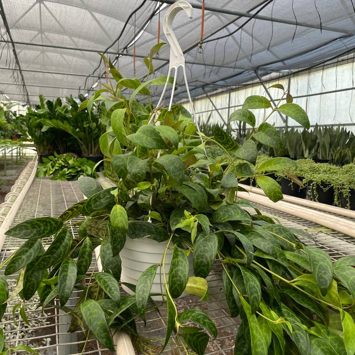 Lipstick Black Pagoda - 8" Pot for wholesale by House Plant Wholesale