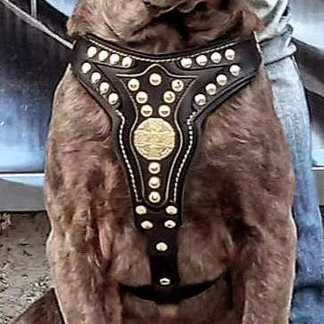 Le harnais Maximus V2 de taille moyenne pour la vente par Serendipityfile