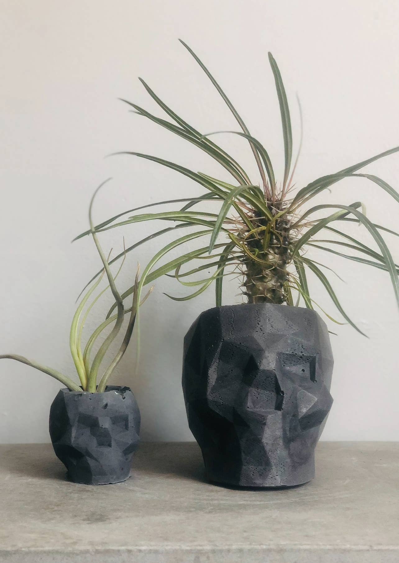 Queen City Crete - Vendita all'ingrosso Vasi per piante - Vaso da fiori Victor Geometric Concrete Skull 6
