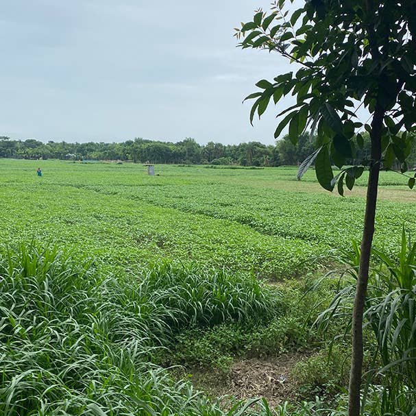 BRITISH COLOUR STANDARD – wholesale Placemat – Jute Placemats 27cm in Pearl W/Natural, Tied Set of 4 3