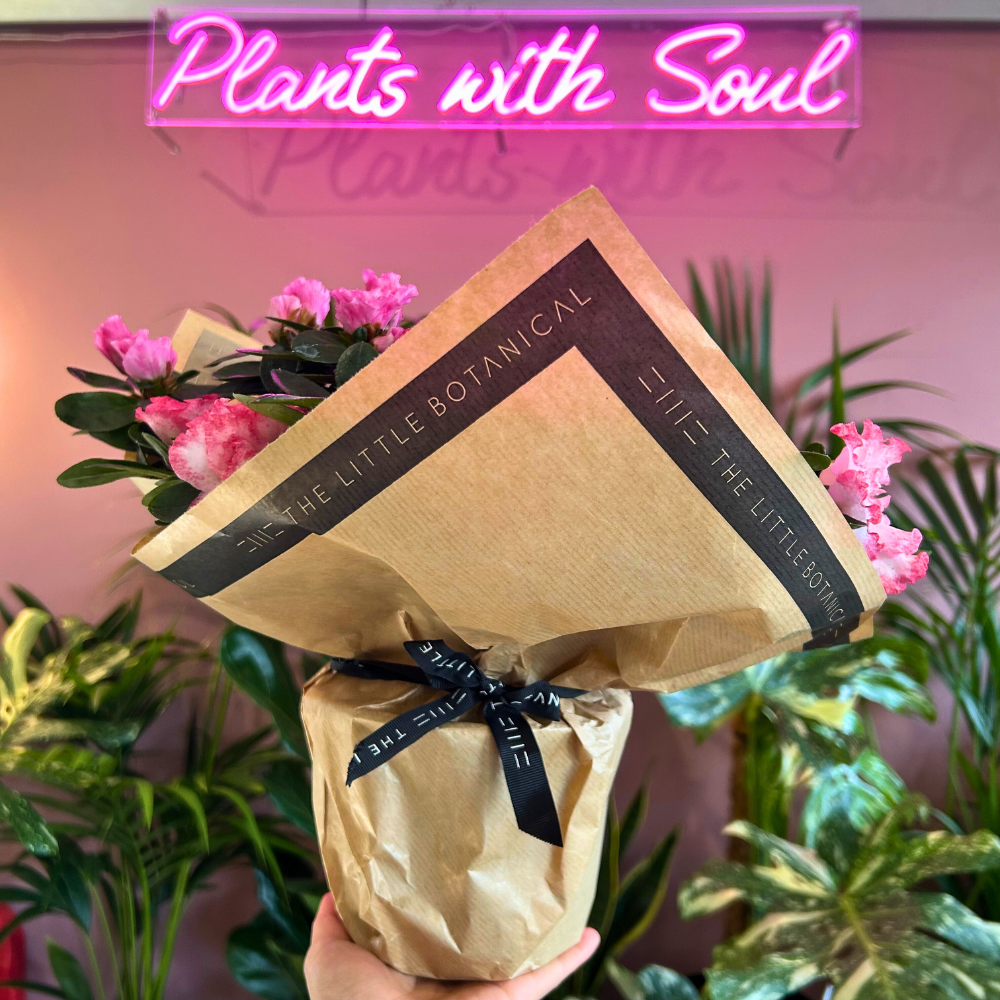 The Little Botanical – wholesale Live plant – Living Premium Azalea Mix – Gift Wrapped with Ribbon1