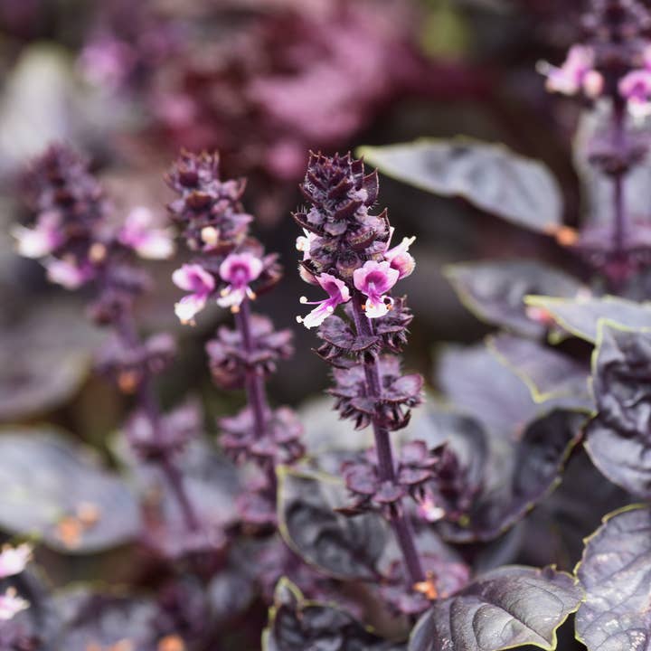 Sow the Magic - Wholesale Plant Seeds - Purple Dark Opal Basil Tarot Garden + Gift Seed Packet
