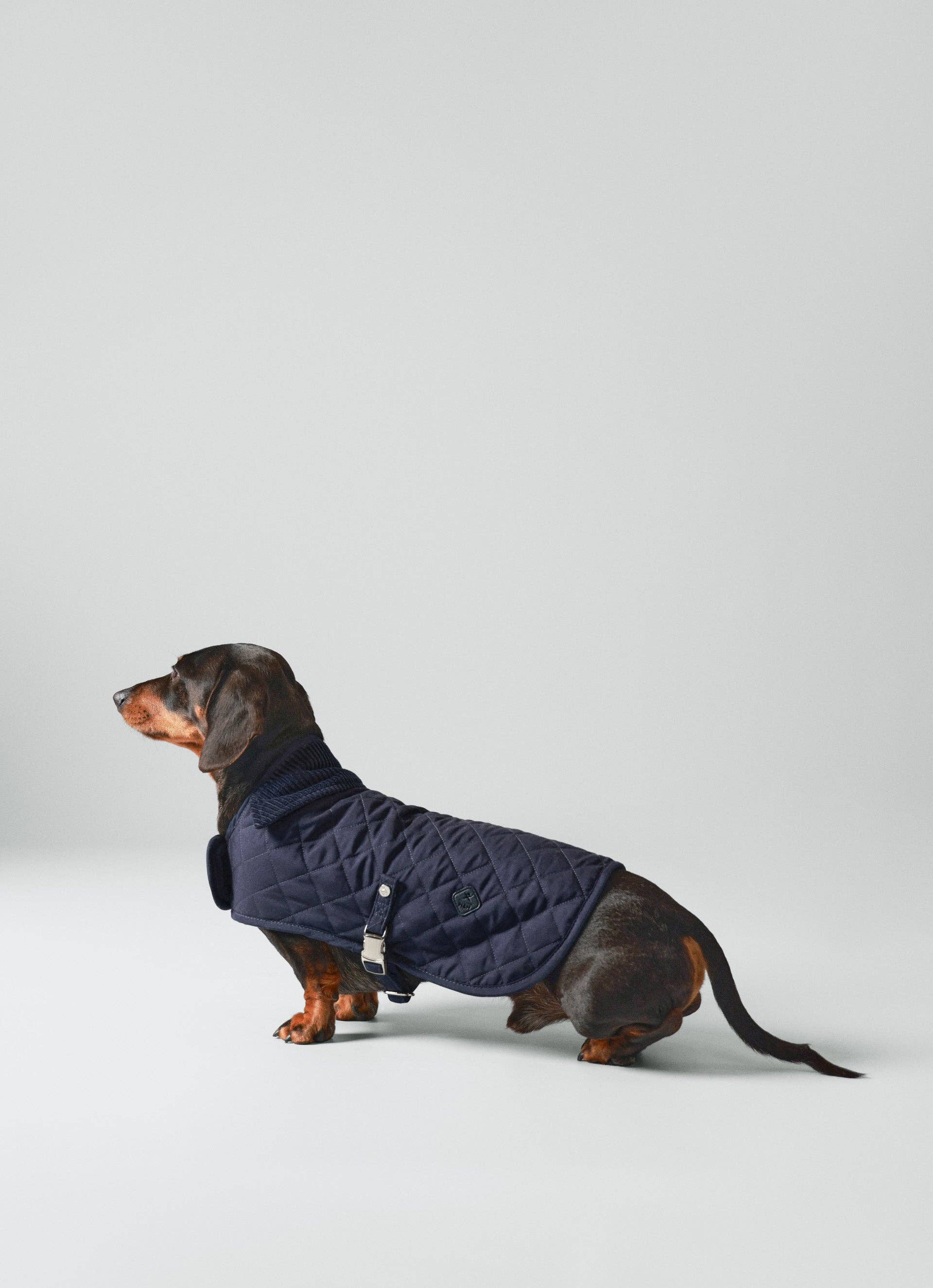 Hugo & Hudson - Wholesale Pet Jacket - Dog - Hackett x Hugo Hudson Navy Quilted Dog Jacket8