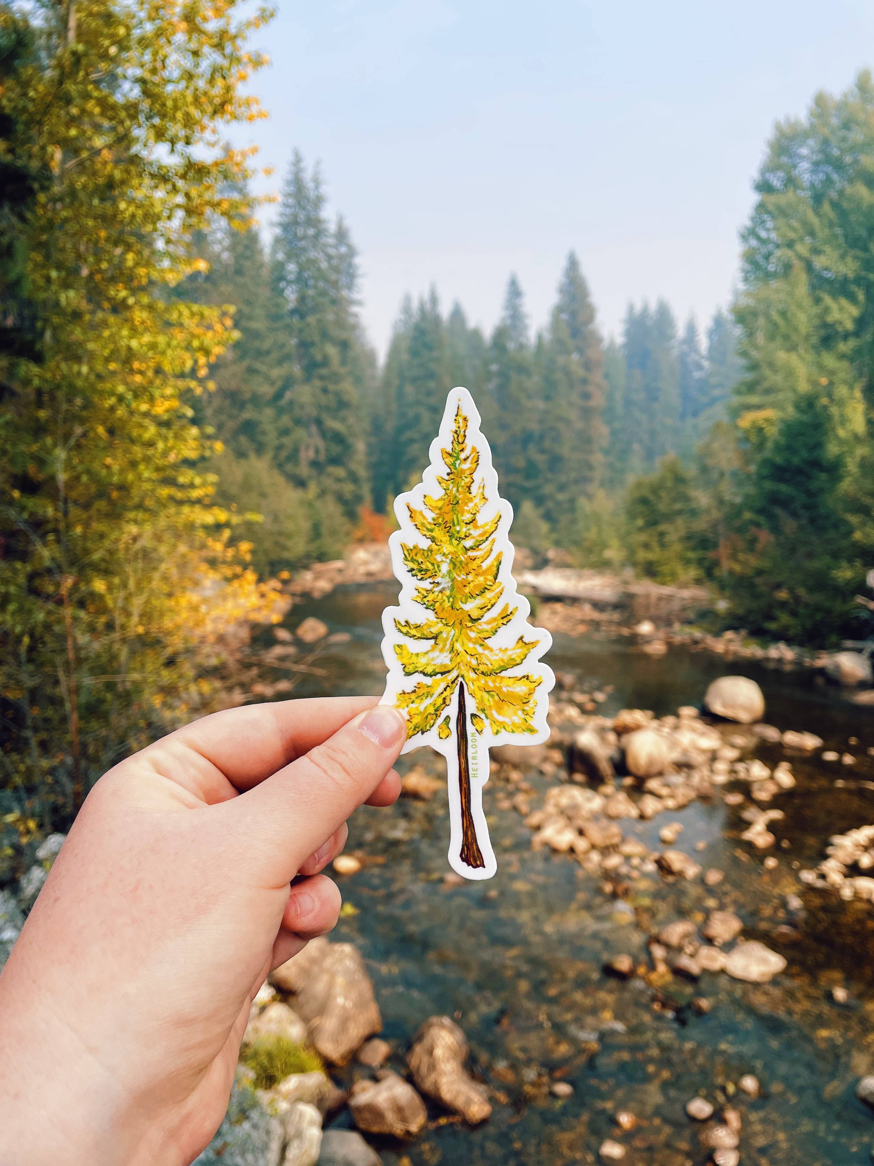 Heirloom Design Co. - Vendita all'ingrosso Adesivo - Adesivo per albero di larice - Tamarack Sticker1