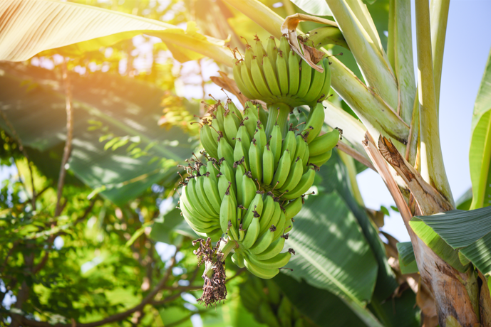 Sol Simple - Wholesale Dried/Dehydrated Fruit - Regenerative Organic Certified Solar Dried Banana - 3oz8