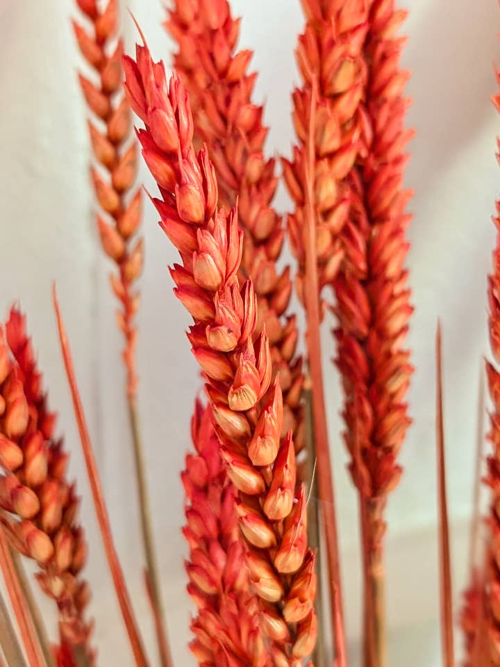 Orange Triticum Wheat 60-70cm for wholesale by Banksia Botanicals