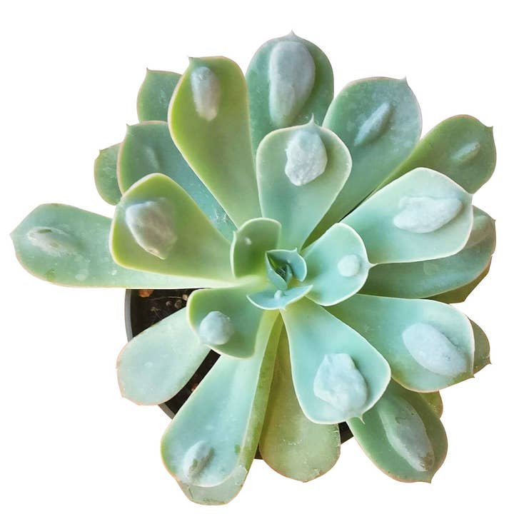 Best Plant Friend - Wholesale Succulent - Echeveria Raindrops - Unusual Succulent in 2in/4in Pot