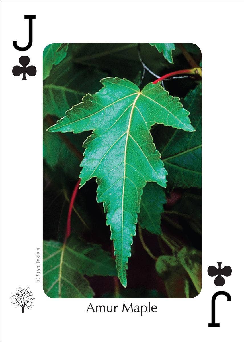 AdventureKEEN - Wholesale Playing Cards - Trees of Northeast Playing Cards4