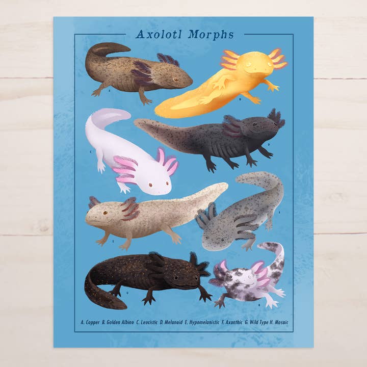 Axolotl Morphs || Field Guide Art Print for wholesale by The Snow Finch