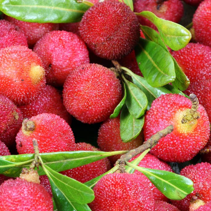 Bayberry Spice Incense Sticks for wholesale by Beaches of Tunisia, LLC