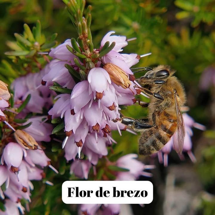 L'ABELLA MIEL - Venta al por mayor Miel - L'Abellamel Miel De Brezo De 1000G1