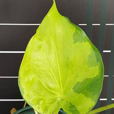 Alocasia Cucullata Banana Split variegated 3.0" for wholesale by OrchidBox